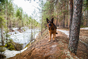 Dog German Shepherd in the forest in an early spring