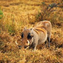 wild boar in savannah in tanzania