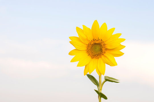 sunflower flower against blue sky