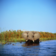 elephant in savannah in tanzania