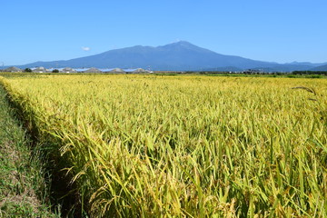 黄金色に稔った稲穂