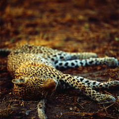 A leopard in savannah in botswana