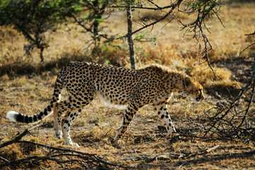 cheetah is hunting in savannah