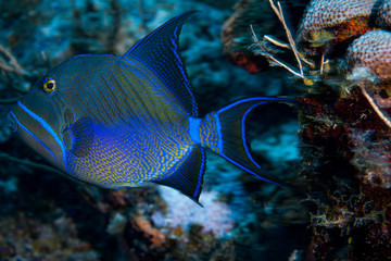 A beautiful Queen Triggerfish in the clear waters of the Turks and Caicos islands. 