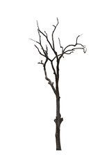 Dead tree isolated on white background. This has clipping path. 