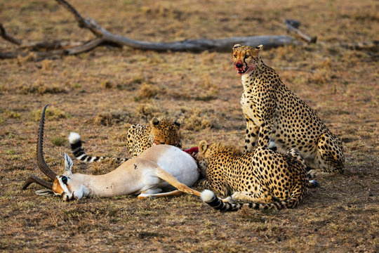 cheetah is hunting in savannah