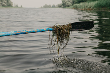 Algae on wooden paddle above  water