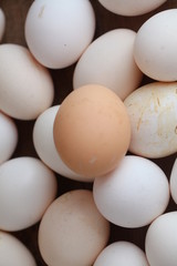 Fresh farm chicken eggs on the counter.