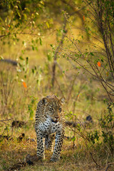 A leopard in savannah in botswana