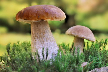 close on mushrooms growing in moss in forest