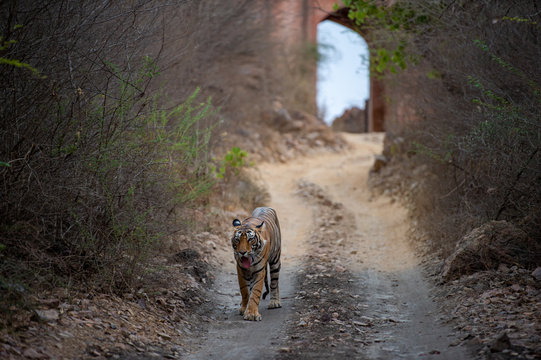 Male bengal tiger from Ranthambore coming head on to our safari vehicle from historical gate in background at ranthambore national park, rajasthan, india - (panthera tigris)