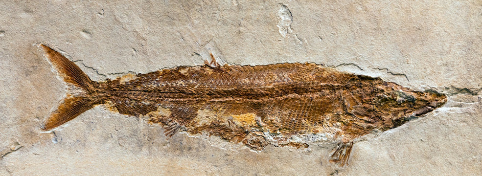 Fossil of Furo microlepidotus, an extinct fish from the Jurassic period.
