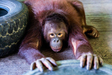 Sumatran orangutan. Sad Orangutan. Zoo animals concept