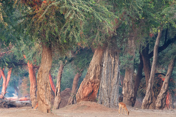Obraz premium impala in sunrise forest in namibia