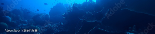 under water ocean / landscape underwater world, scene blue idyll nature