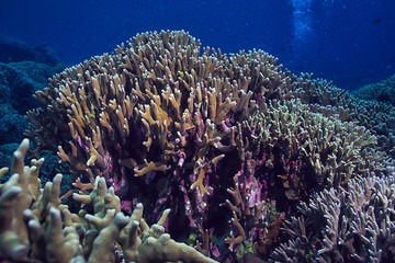 Naklejka na ściany i meble underwater scene / coral reef, world ocean wildlife landscape