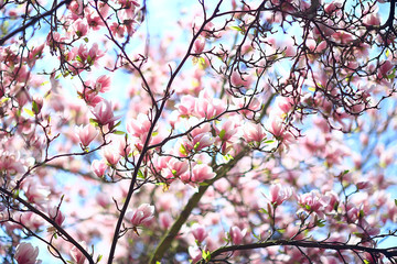 magnolia blossom spring garden / beautiful flowers, spring background pink flowers