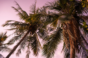 Plakat background image of coconut tree on sunset sky.
