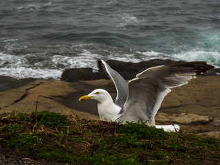 Seagull in Close up View at Atlantic Ocean