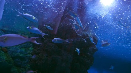 Video 4k of Bigeye Trevally (caranx sexfasciatus) in water