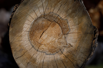 Close up of cut tree trunk. felled forest