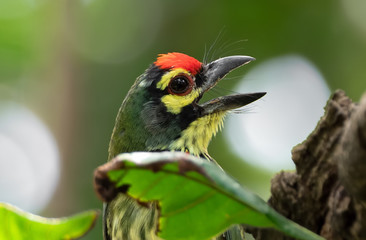 Fototapeta premium Close up Coppersmith Barbet Bird Perched on Branch Isolated on Background