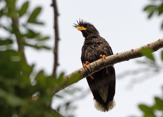 Close up Great Myna Bird Perched on Branch Isolated on Background