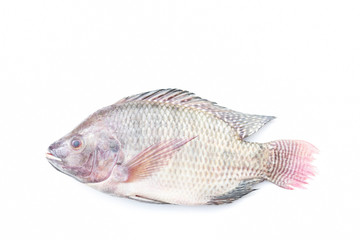 raw tilapia fish on white background 