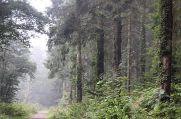 Obraz premium Misty Forest 