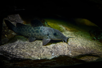 poisson chat