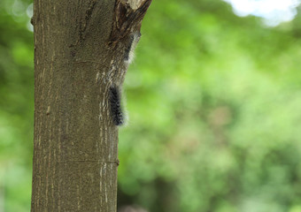 Slug worm on tree 