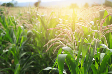 corn in field from local agriculture farm 