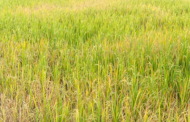 Paddy rice in field in rainy season.