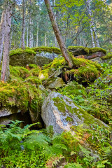 Beautiful quaint mountain forest in Austria.