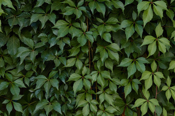 green leaves background