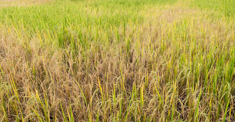 Paddy rice in field in rainy season.