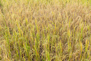 Paddy rice in field in rainy season.