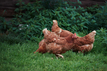 Red hens on green grass waiting to be fed. Typical of farm as reserve of animals for own consumption. Colombia