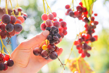 Purple ripe grapes in hands. Wine making. Autumn day on farm yard. Harvest time. Ecological fruit for vegans. Yellow leaves in the sun beams.