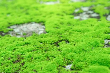 Beautiful green moss on the floor wet,.Closeup beautiful bright green moss in  garden with stones.