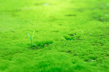 Beautiful green moss on the floor wet,.Closeup beautiful bright green moss in  garden with stones.