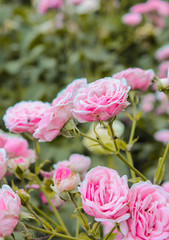 pink peony flowers in garden