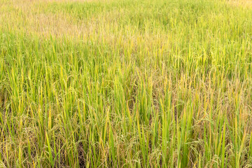 Paddy rice in field in rainy season.
