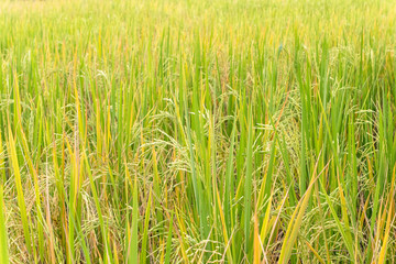 Paddy rice in field in rainy season.