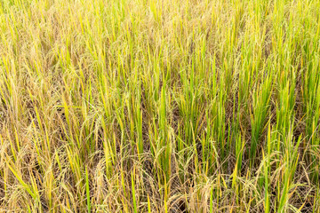 Fototapeta premium Paddy rice in field in rainy season.