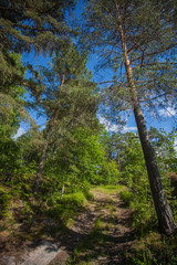 Fototapeta premium Path in the summer forest. Road between trees in sunny weather