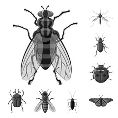 Vector illustration of insect and fly sign. Collection of insect and element stock symbol for web.