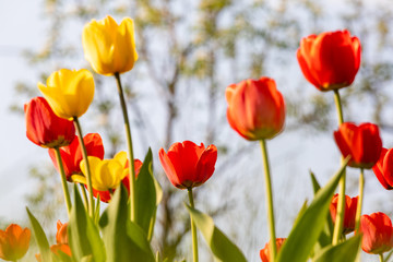 Red and yellow tulips on a green background