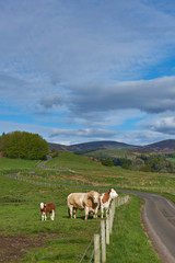 Fototapeta na wymiar Cattle near the fence alongside a winding road in to Glen Prosen in the Angus Glens, with the hills and Hill farmland in the distance. Glen Prosen, Scotland.