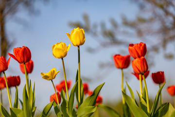 Red and yellow tulips on a green background